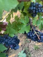 Vendanges 2024